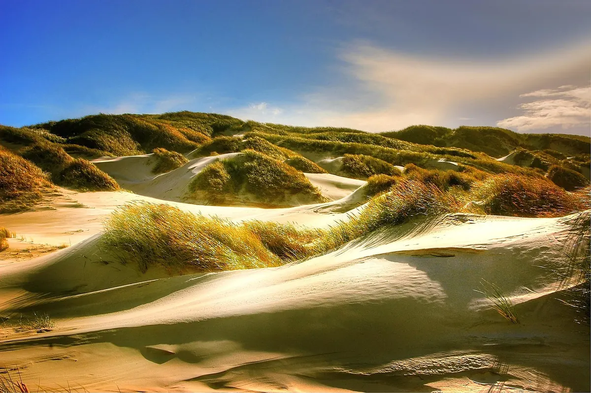 How to Identify Six Common Dune Plants on British Coasts